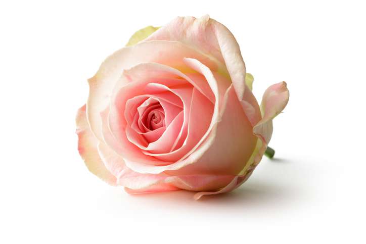 Taboola Ad Example 48803 - Обзор 10 Самых Красивых Роз в Мире